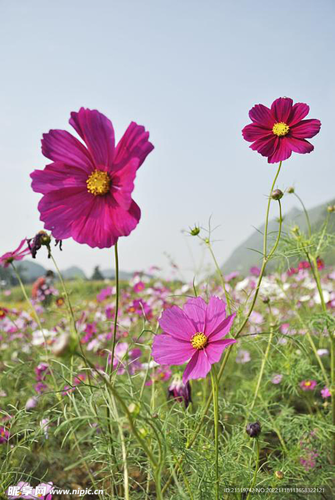 格桑花