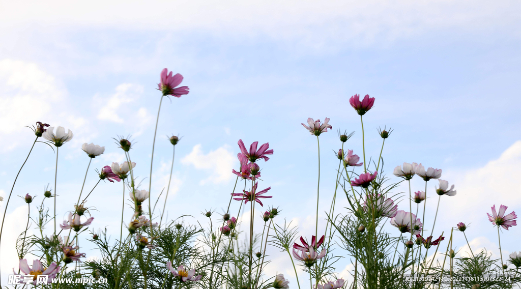 格桑花高清图