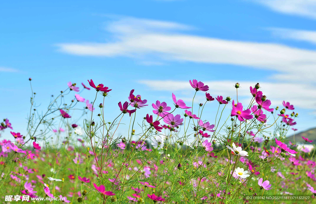 蓝天格桑花