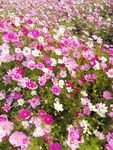 格桑花草地