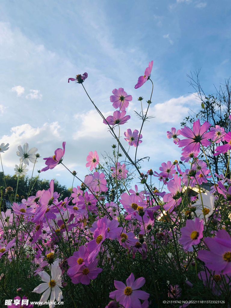 格桑花高清图