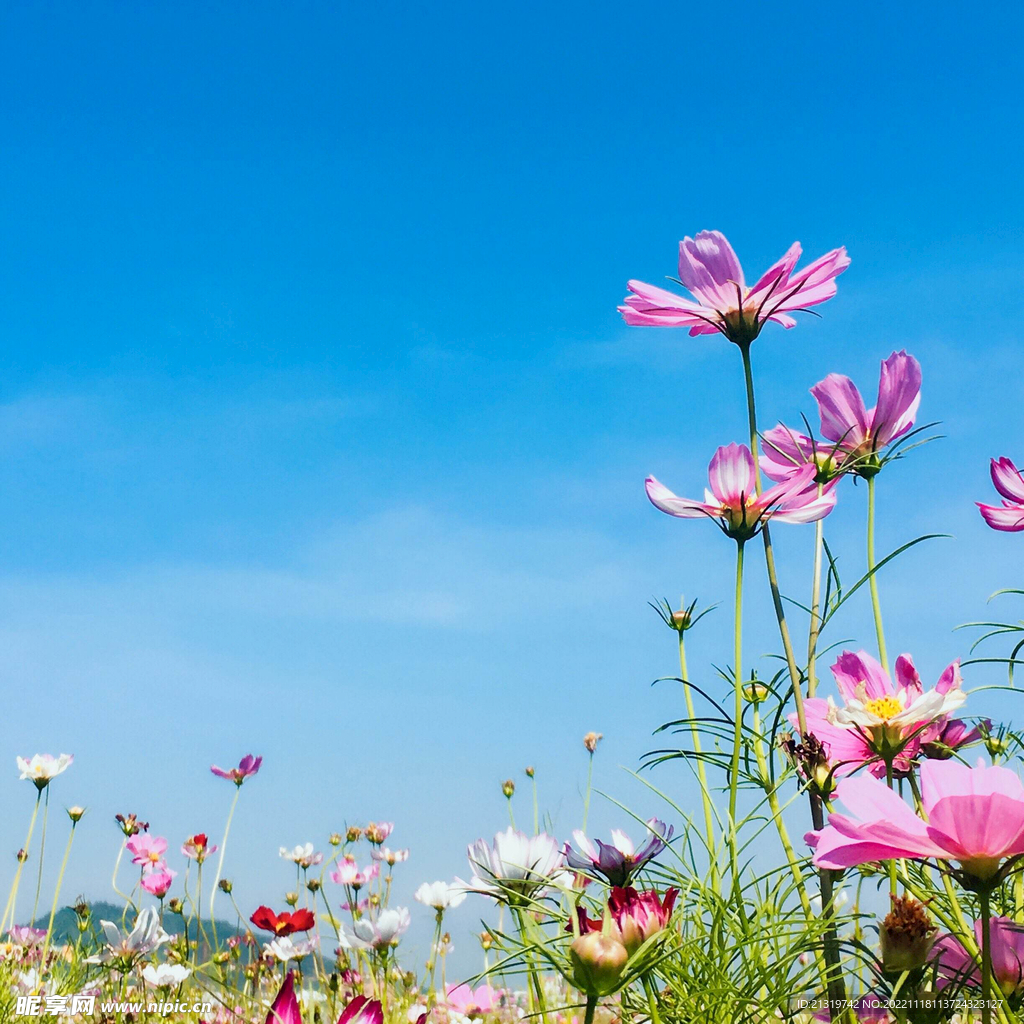 格桑花特写摄影