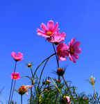 格桑花蓝天