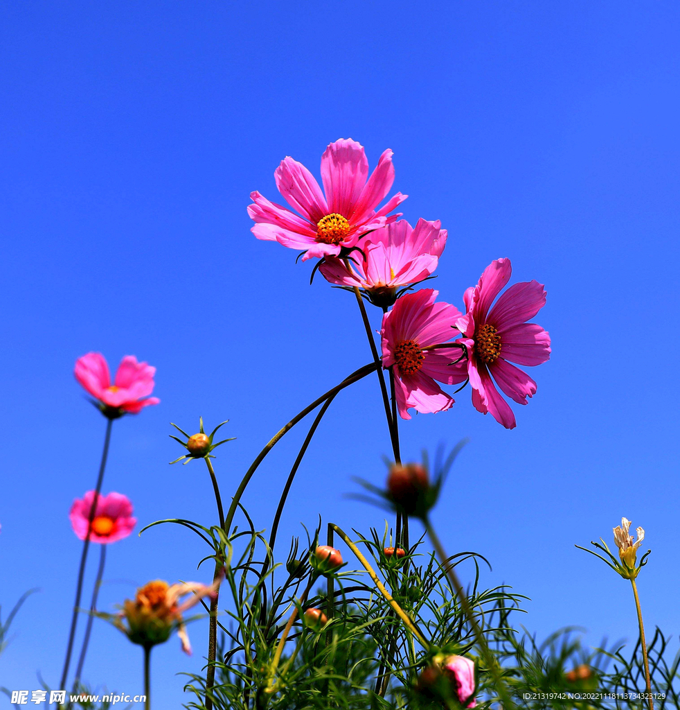 格桑花蓝天