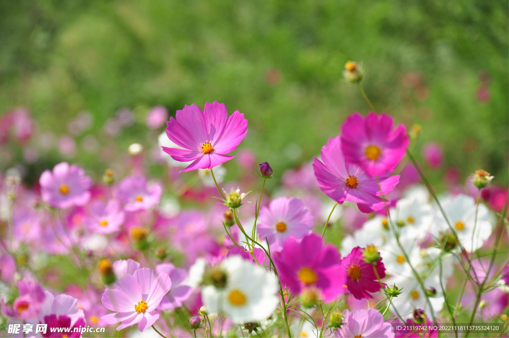 格桑花图片