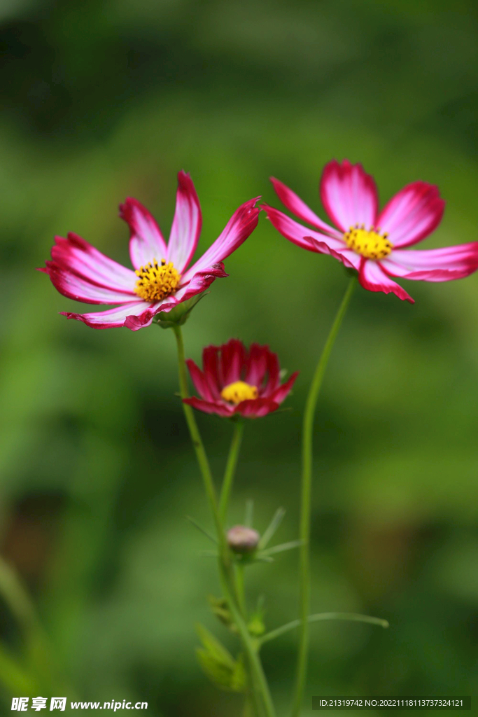 格桑花