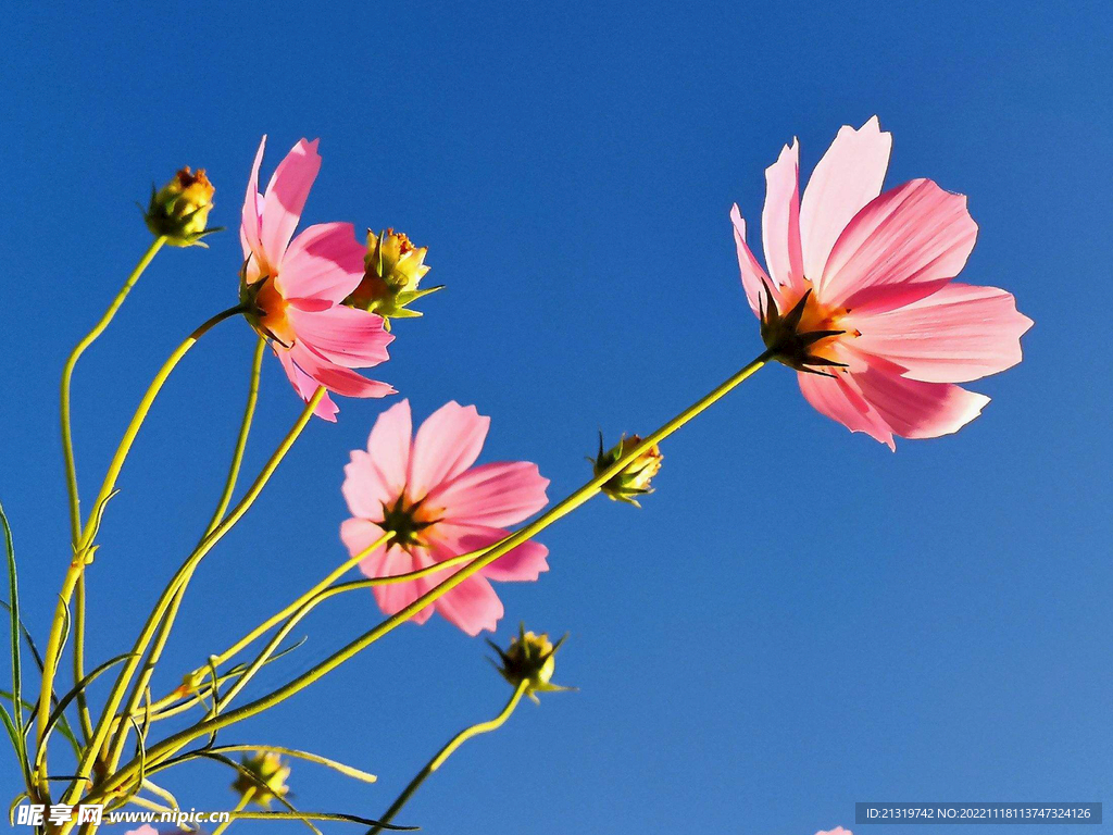 格桑花高清图