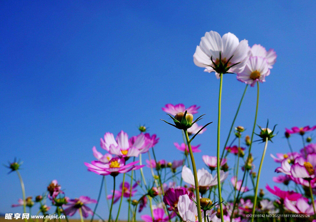 格桑花图片素材