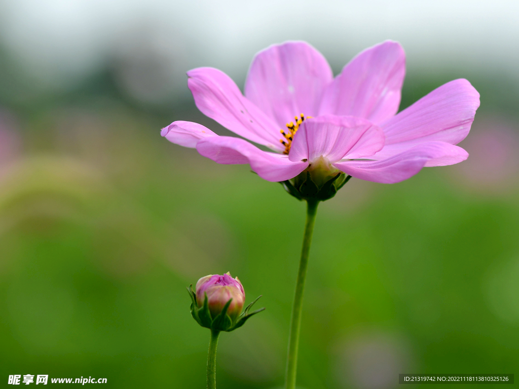 格桑花特写图片