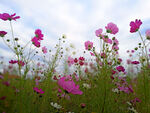 格桑花图片素材
