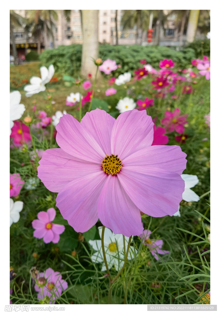 格桑花特写摄影