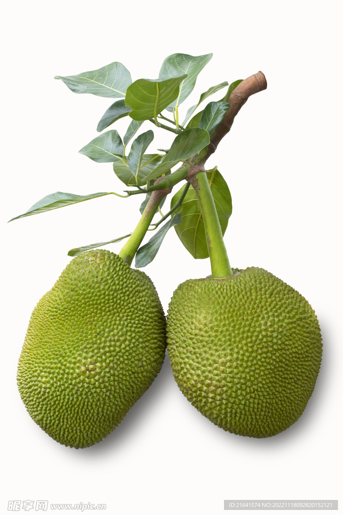 菠萝蜜 