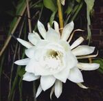 昙花