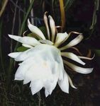 昙花