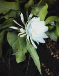 昙花