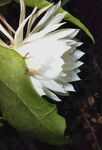 昙花