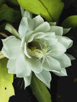 昙花