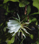 昙花