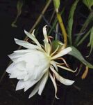 昙花