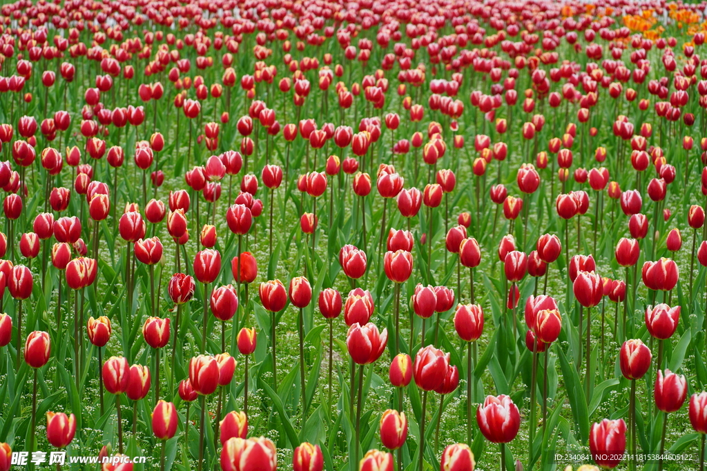 郁金香花海