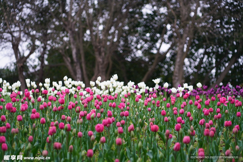 郁金香花海