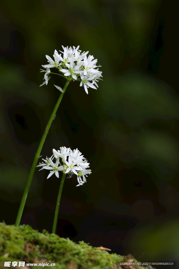 鲜花