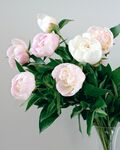 牡丹花