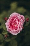 鲜花