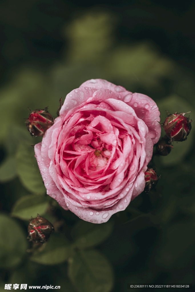 鲜花