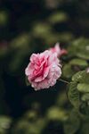 玫瑰花