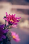 雏菊
