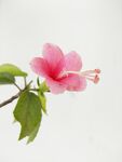 鲜花