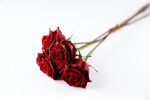 玫瑰花