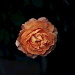 鲜花特写