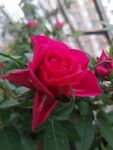 月季花