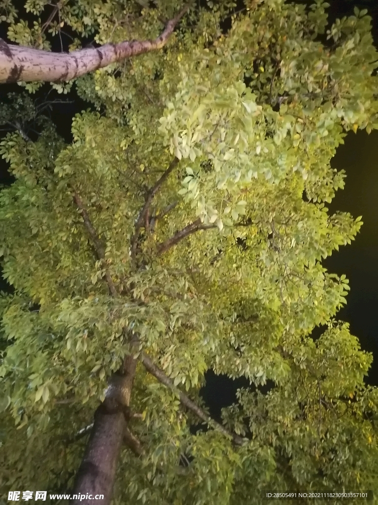 树叶