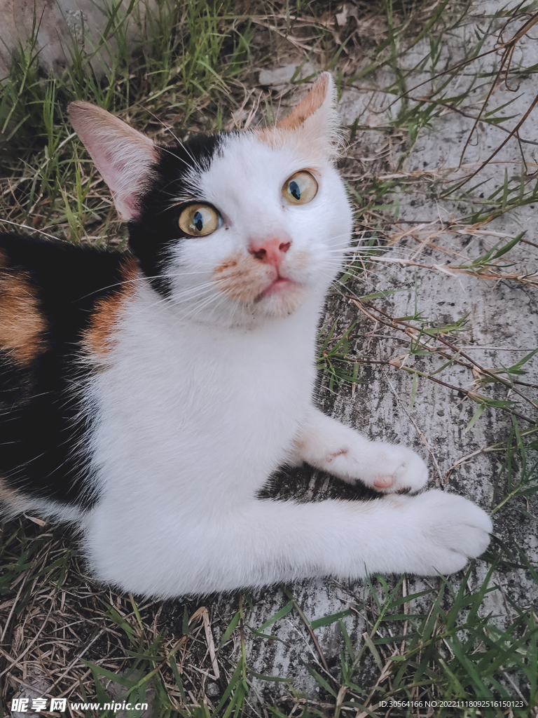 猫咪