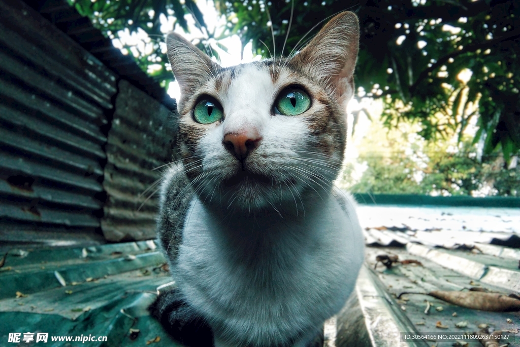 猫咪
