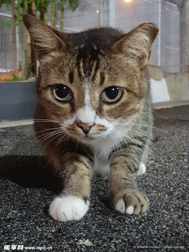 猫咪