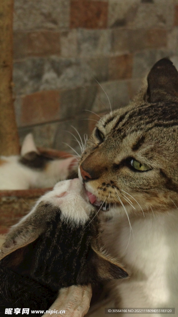 猫咪