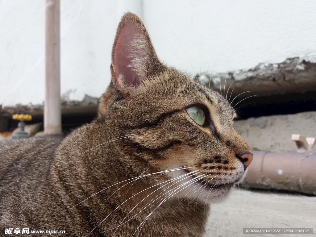 猫咪