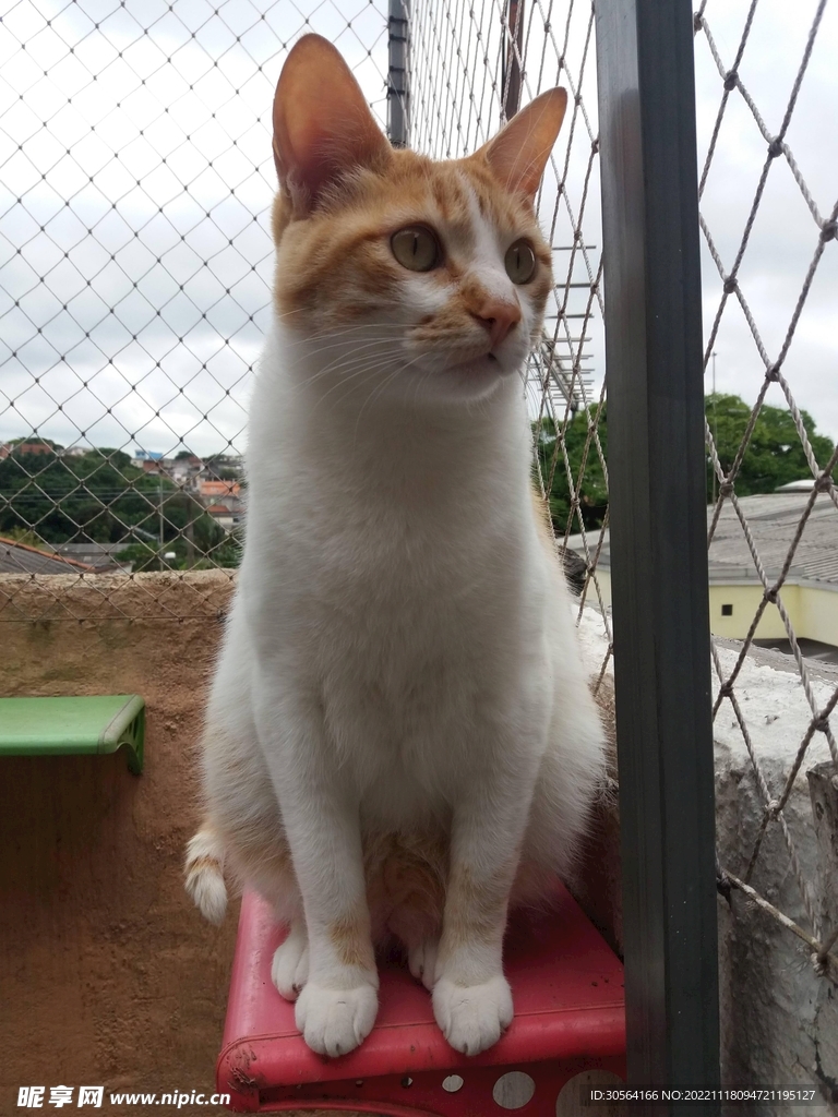 猫咪