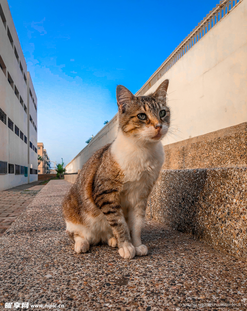 猫咪