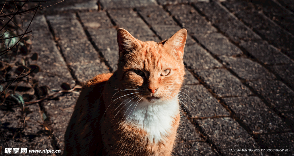 猫咪