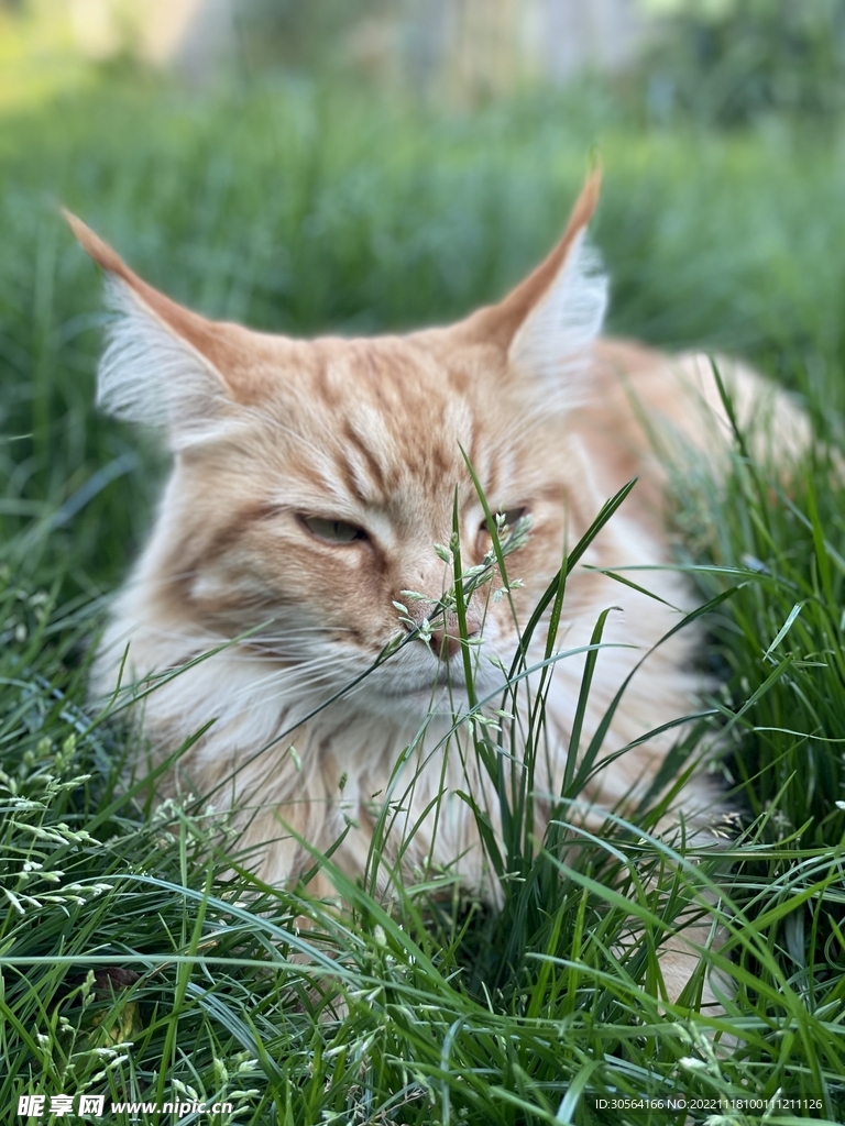 猫咪