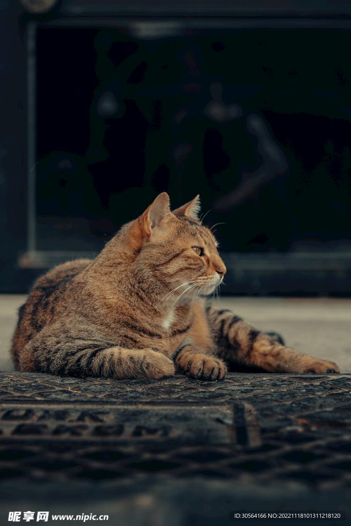 猫咪