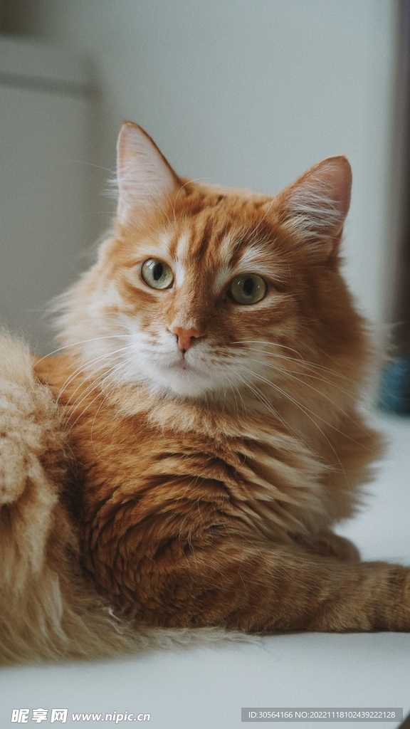 猫咪