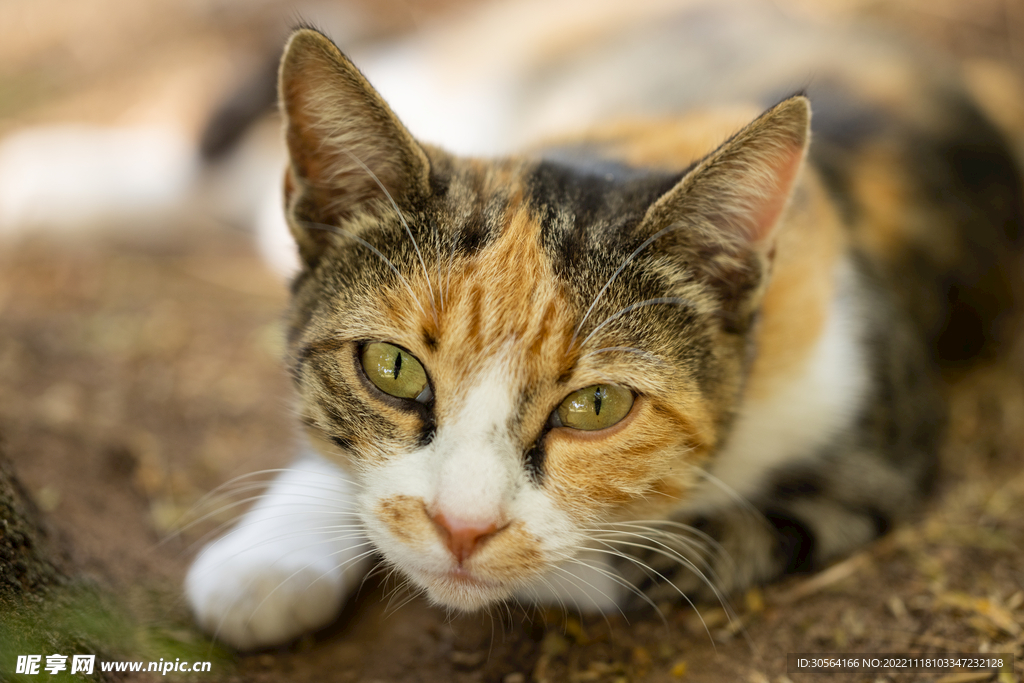 猫咪