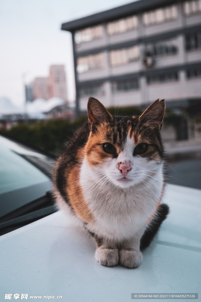 猫咪