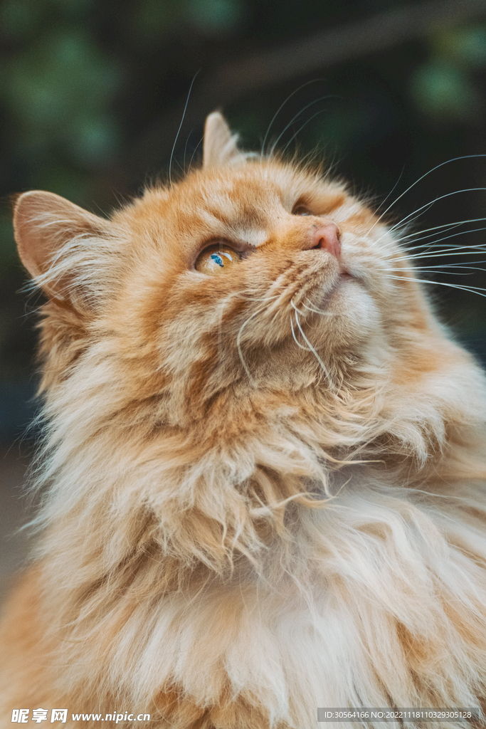猫咪